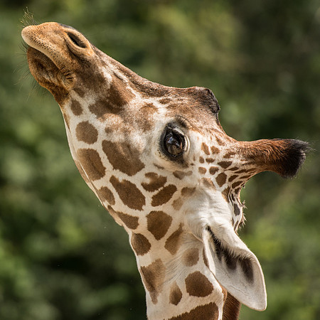 nashville zoo giraffe 3-3342
