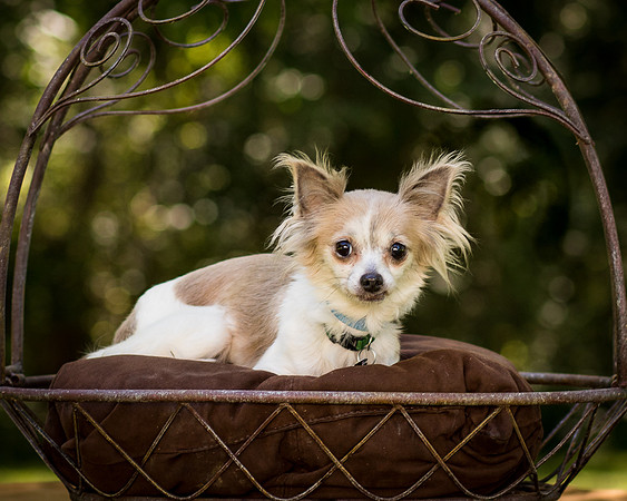 Foster Marta-7753