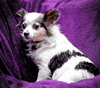 Foster Anouk-8743