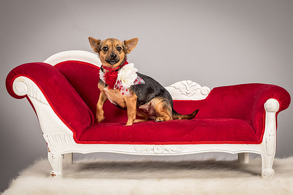 Foster Mavis-4066