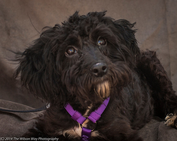 Foster Xena-2487