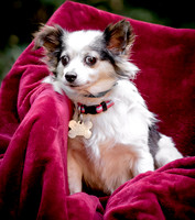 Foster Anouk-8713