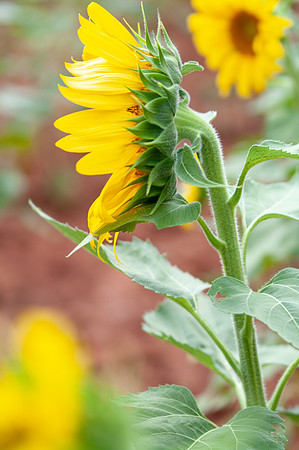 sunflowers-8715
