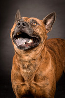 Foster Beans-2231
