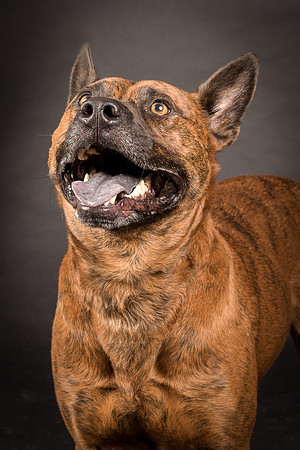 Foster Beans-2231