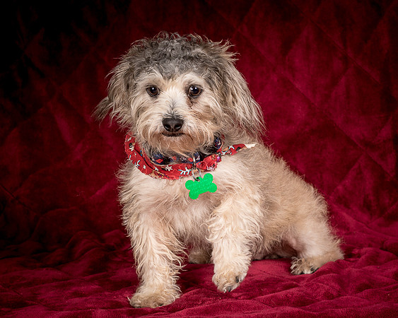 Foster Toto-8124