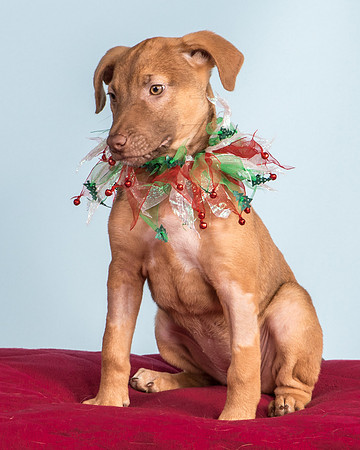 Foster Bronwyn-8358
