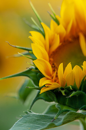 sunflowers-2138