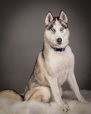 Foster Aspen-7647