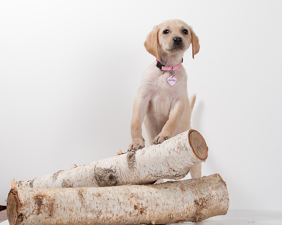 GCSPCA BB-6204