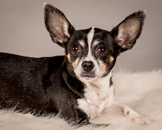 Foster Justice-4624