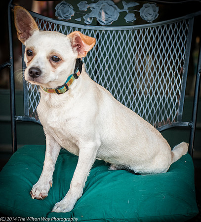 Foster Dyrdek-9342