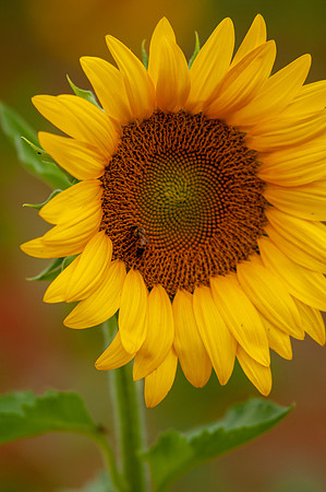 sunflowers-8339