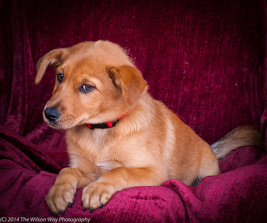 Foster Luna-9059