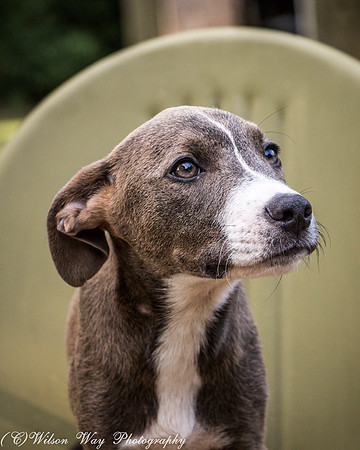 Hugo-3644