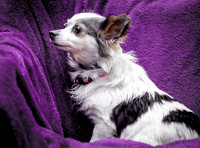 Foster Anouk-8747