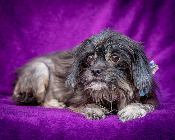 Foster Selene-2854