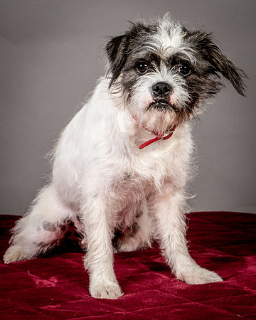 Foster Leeza-2703