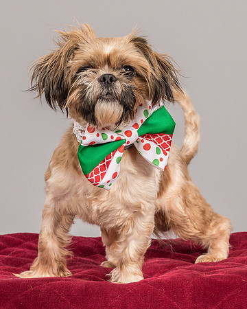 Foster Toffee-4625