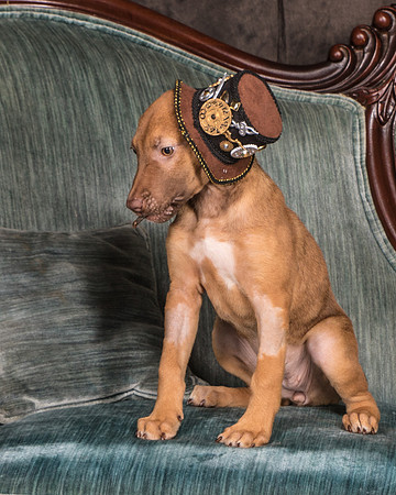 Foster Bronwyn-8303