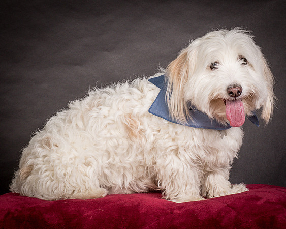 Foster Frosty-0542