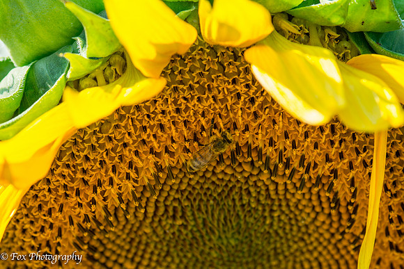 sunflower -0488