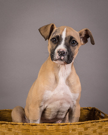 Foster Barnabas-4525