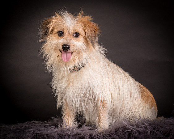 Foster Tiny-1222