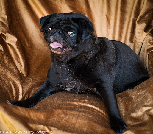 Foster Hotdog-8894