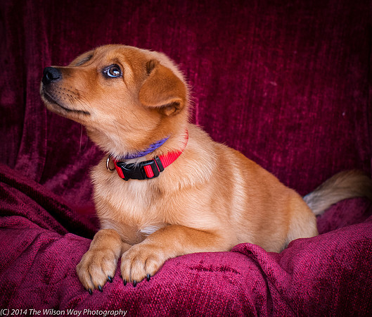 Foster Luna-9069