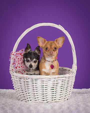 Rhumba and Hula-5514