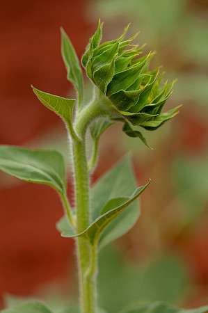 sunflowers-8375