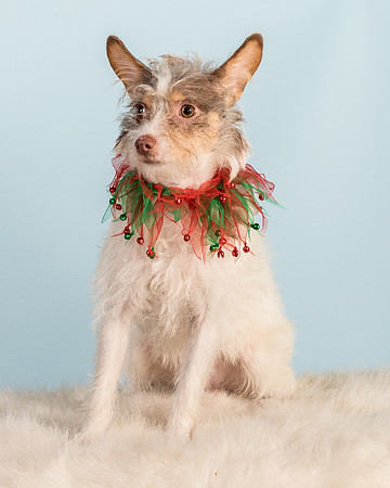 Foster Reagan-4935