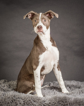 Foster Ari-8532