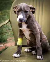 Hugo-3672