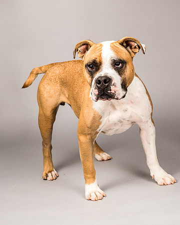 Foster Dexter-2105