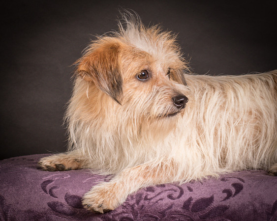 Foster Tiny-1429
