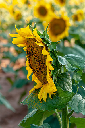 sunflowers-1995