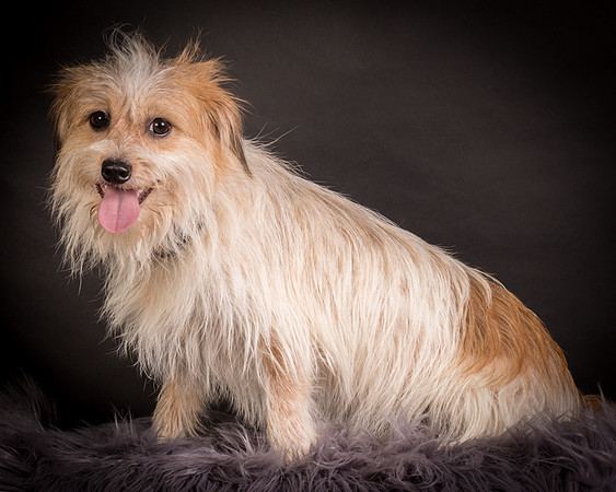 Foster Tiny-1239