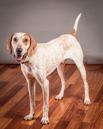Foster Memphis-3085