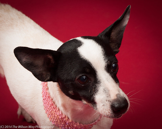 Sweet Pea-5933
