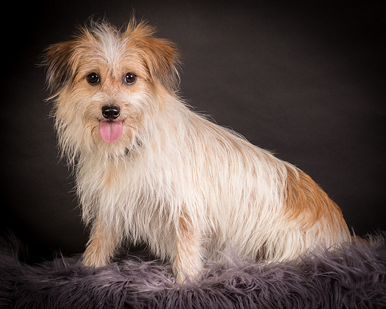 Foster Tiny-1255