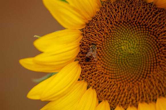 sunflowers-8340