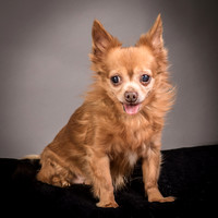 Foster Pancho-9443