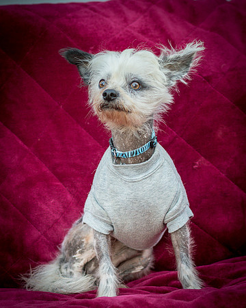 Foster Freckles-5447