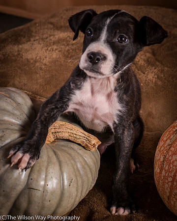 Foster Bennett-6346