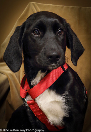 Foster Carolina-0814