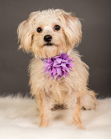 Foster Henrietta-8463