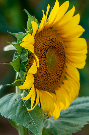 sunflowers-1980