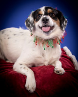 Tarby-Charlie-4403